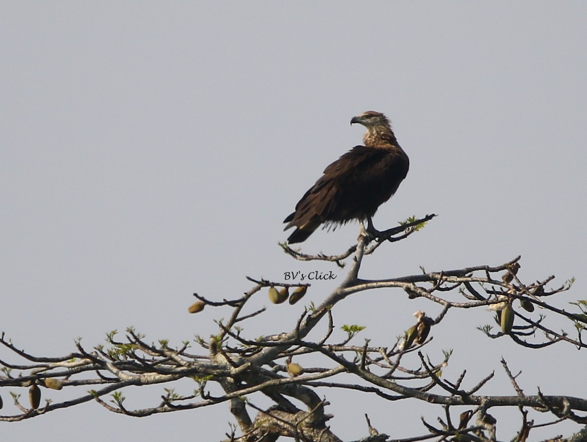 Pallas's Fish-Eagle - ML109758361