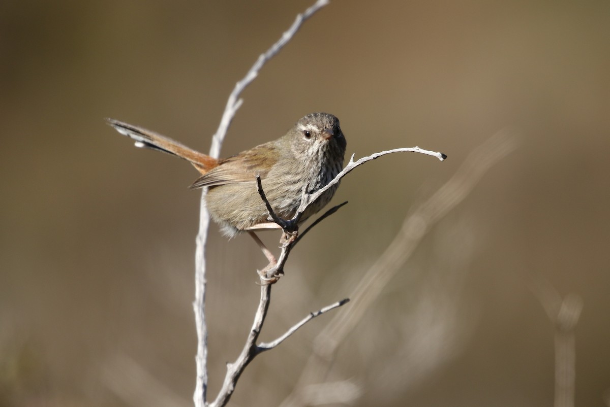 Chestnut-rumped Heathwren - ML109758811