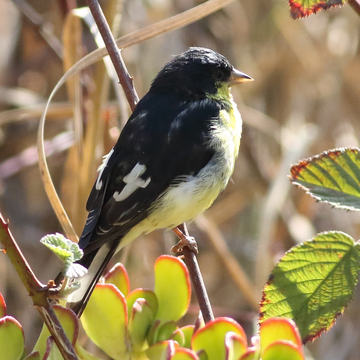 Lesser Goldfinch - ML109760731