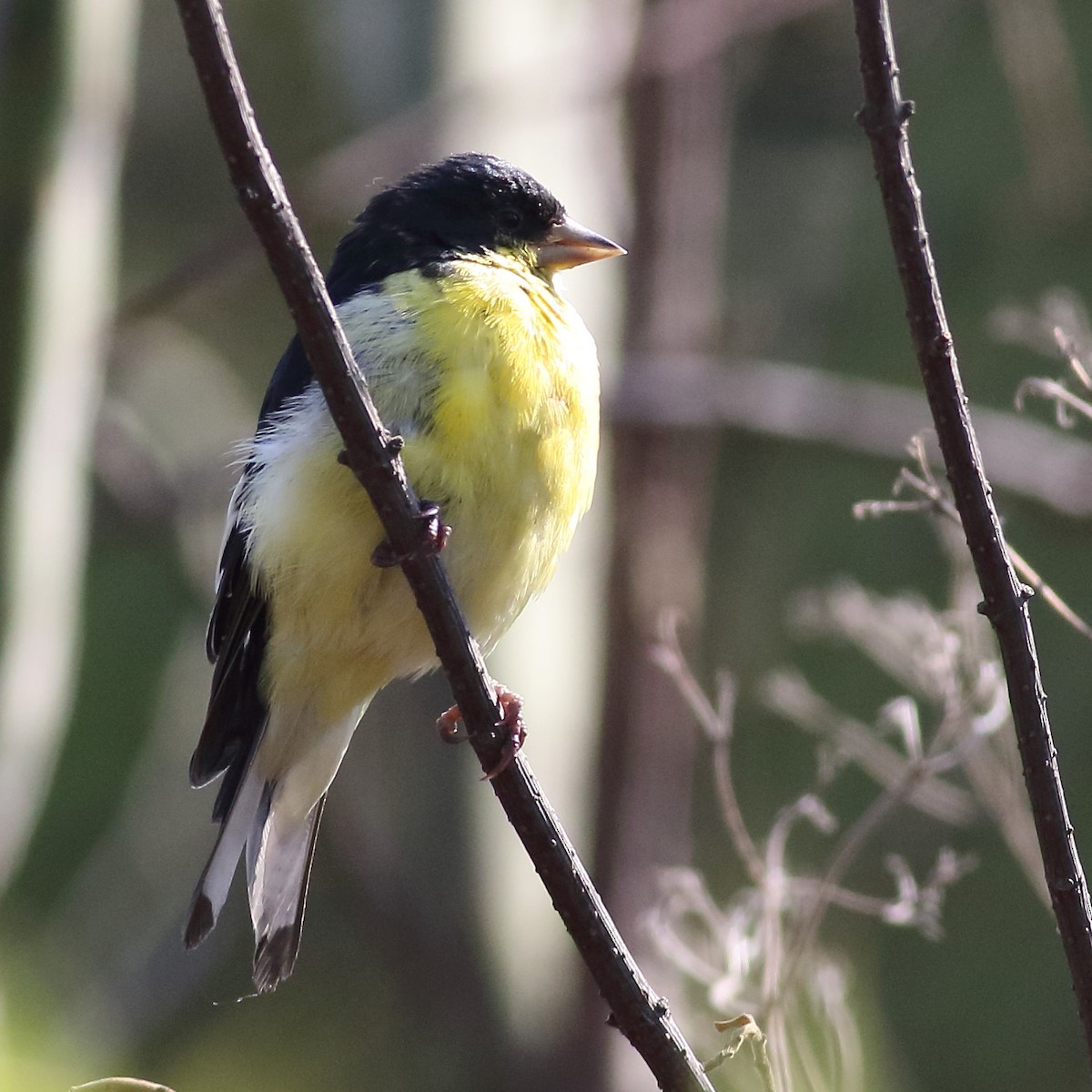 Lesser Goldfinch - ML109760741