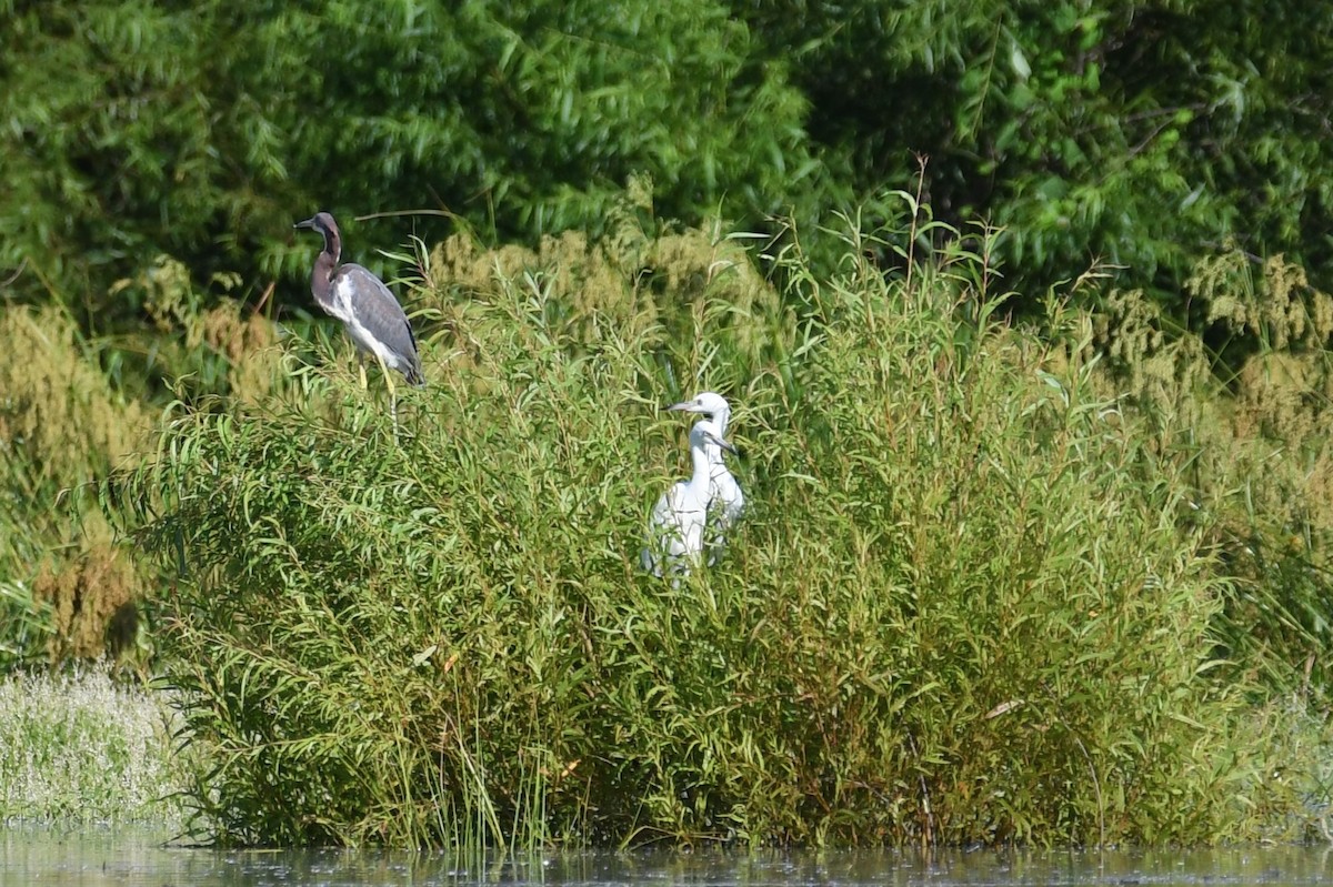 Tricolored Heron - ML109760861