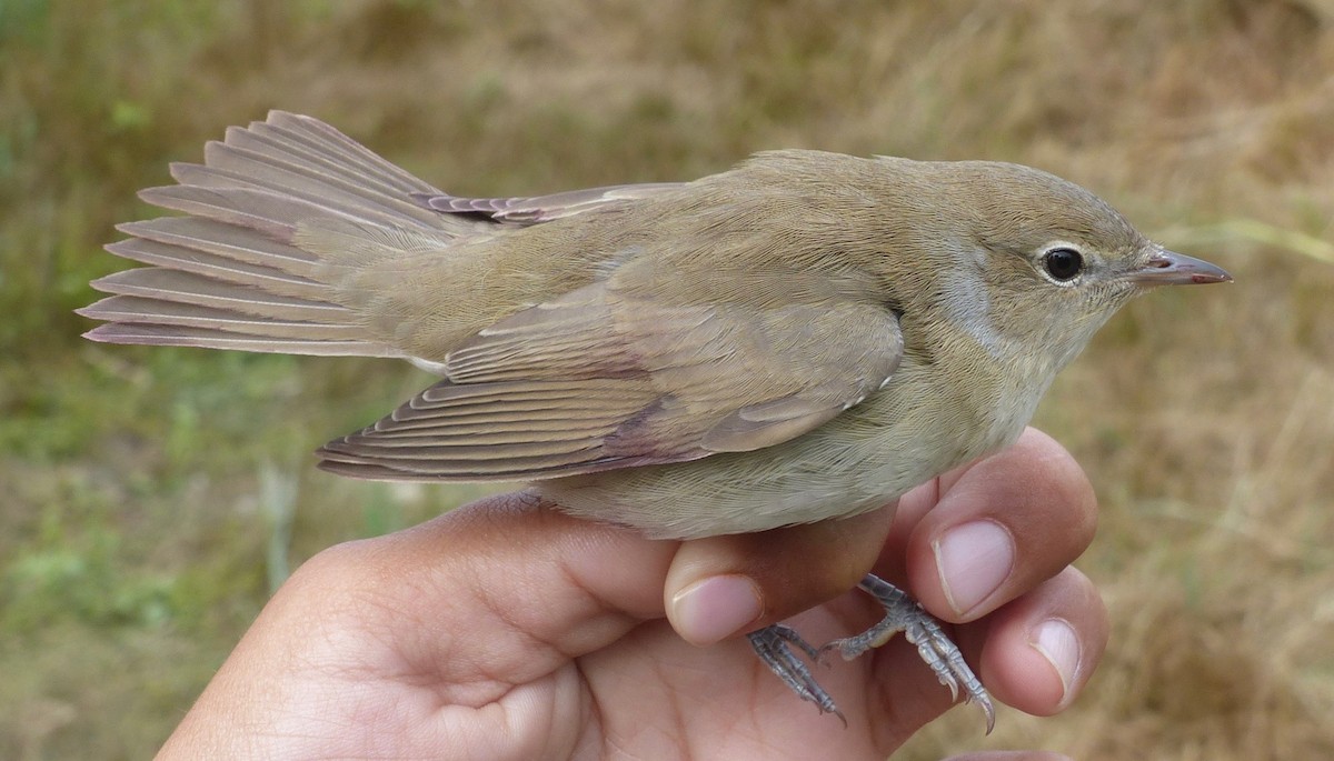 Garden Warbler - Pajot Maxence