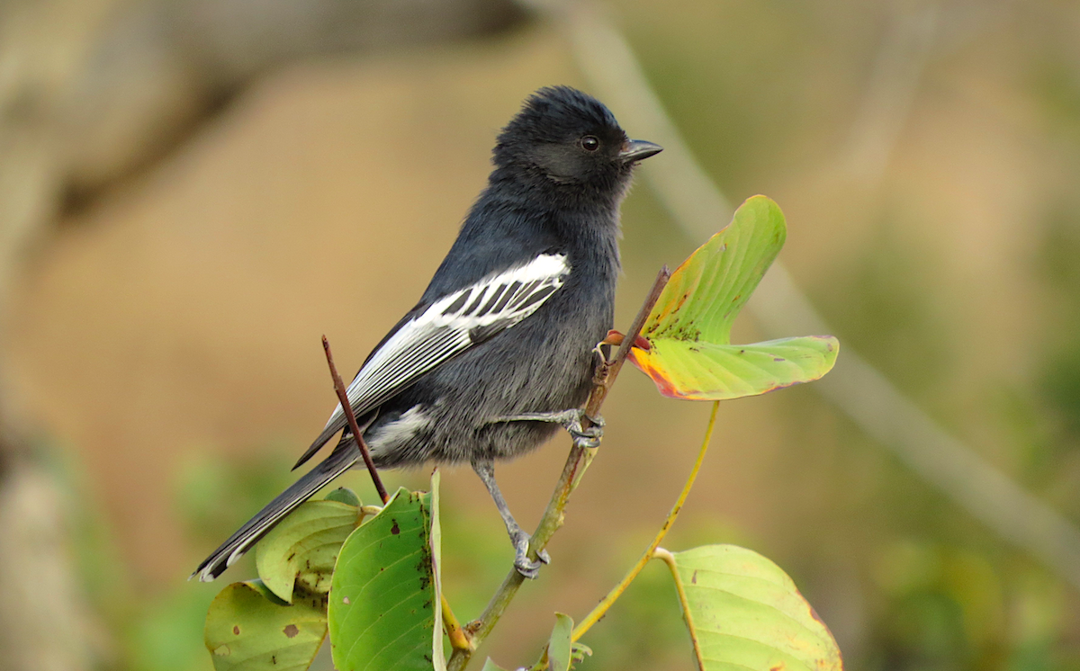 Southern Black-Tit - ML109761771