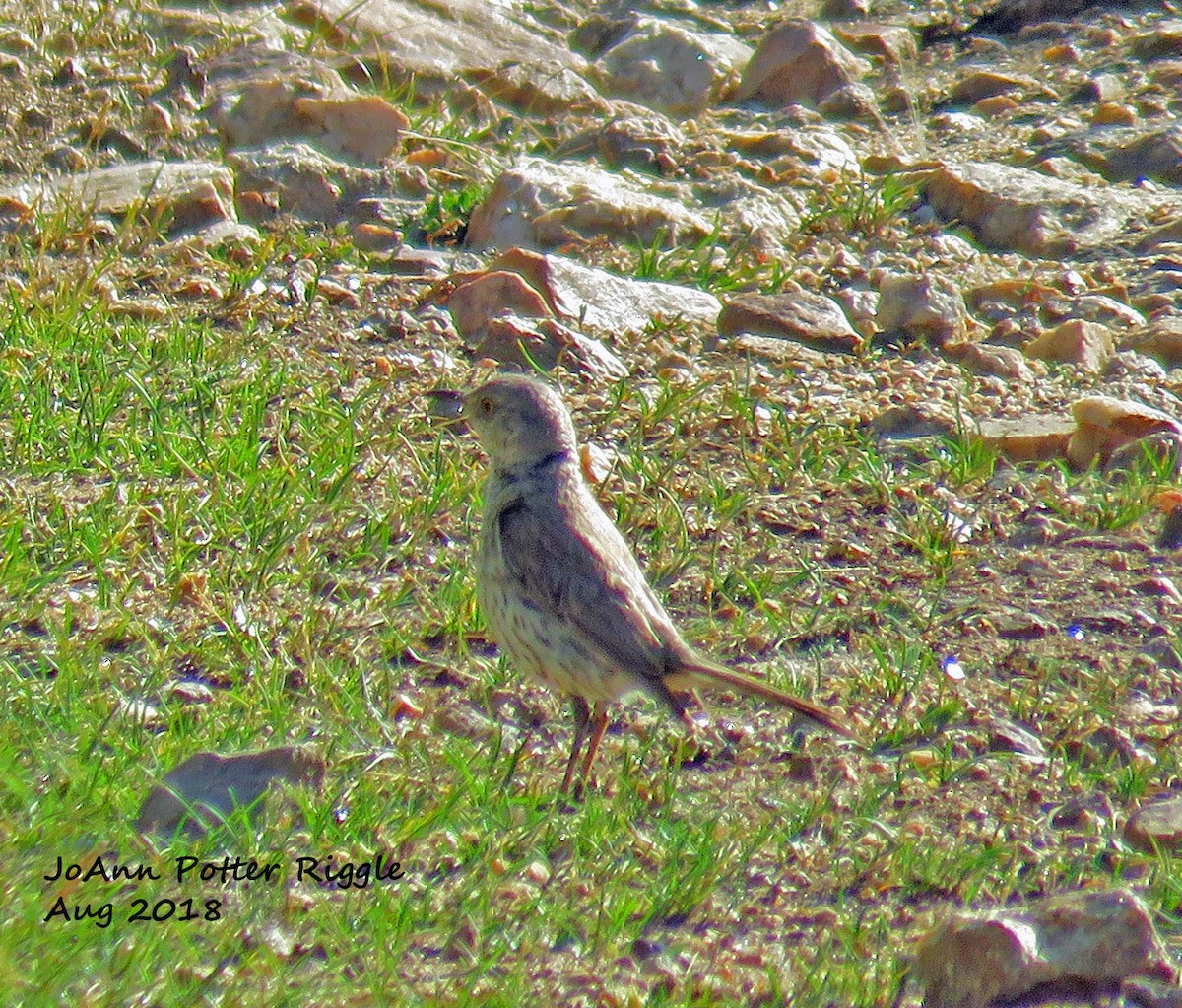 Sage Thrasher - ML109761781