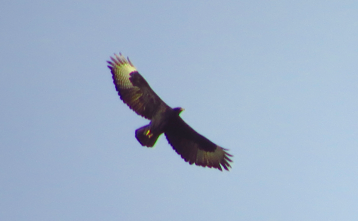 Verreaux's Eagle - ML109761961