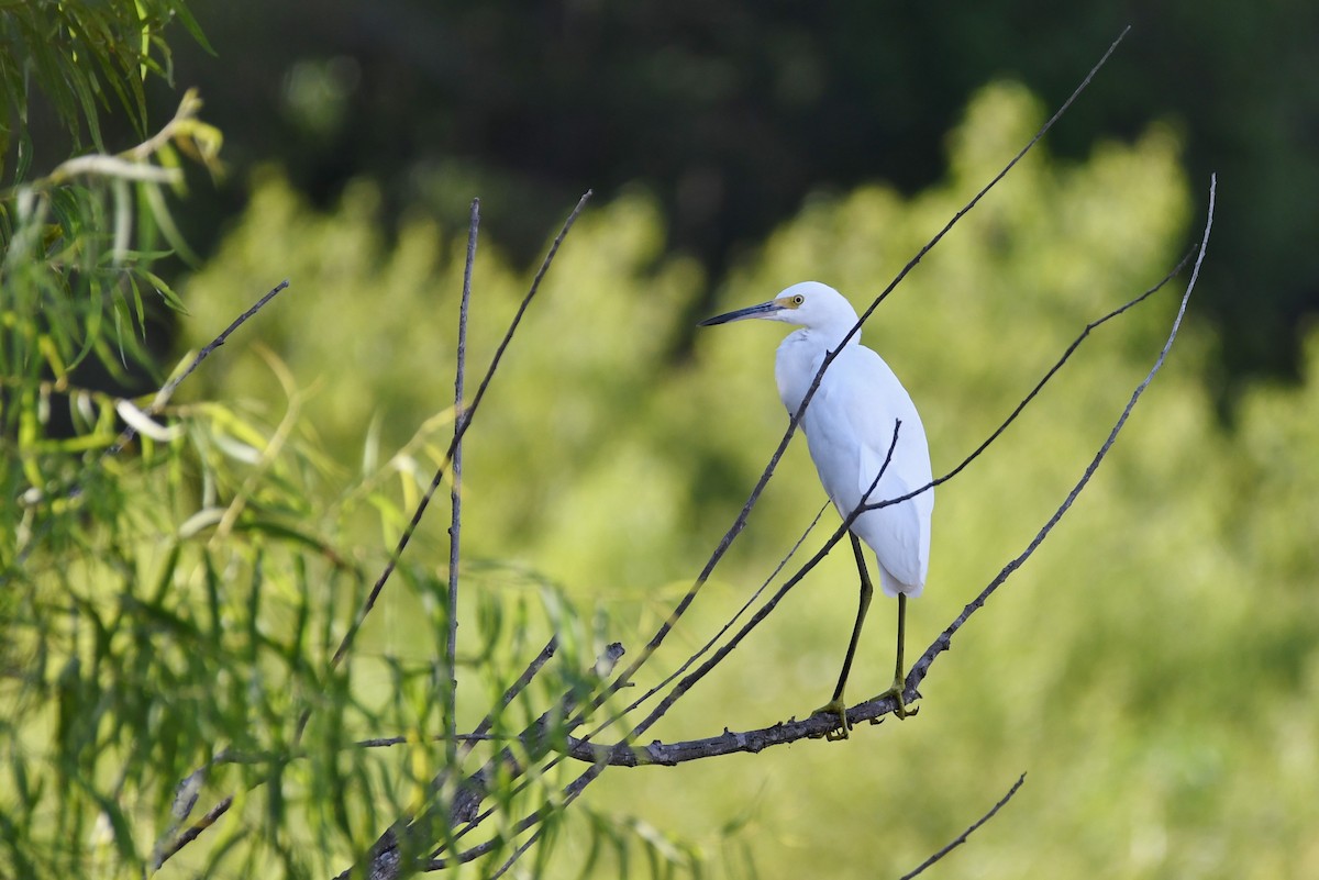 Snowy Egret - ML109762091