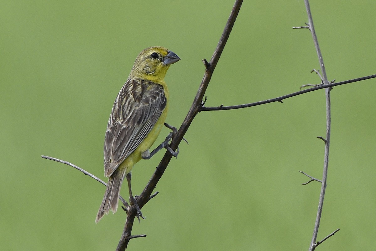 Короткоклювый зерноед [группа chrysops] - ML109762411