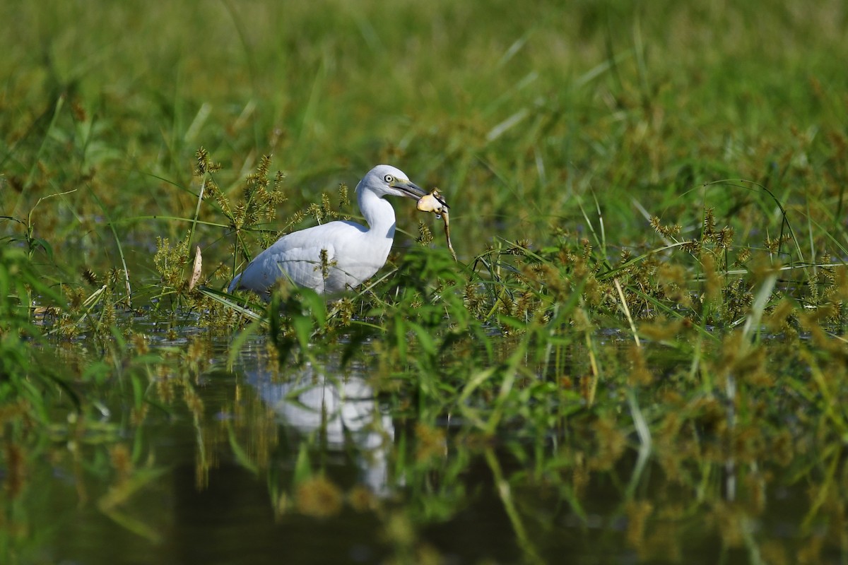 Little Blue Heron - ML109762991