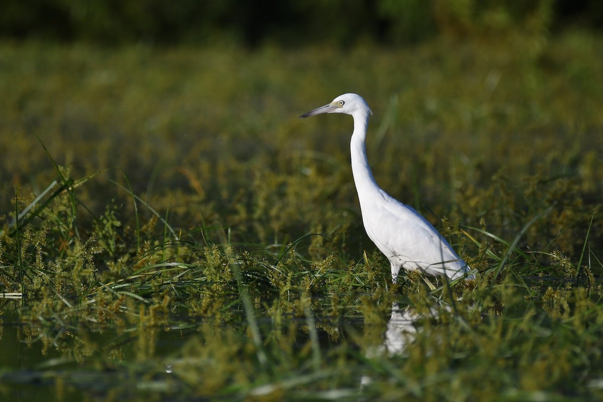 Little Blue Heron - ML109763021