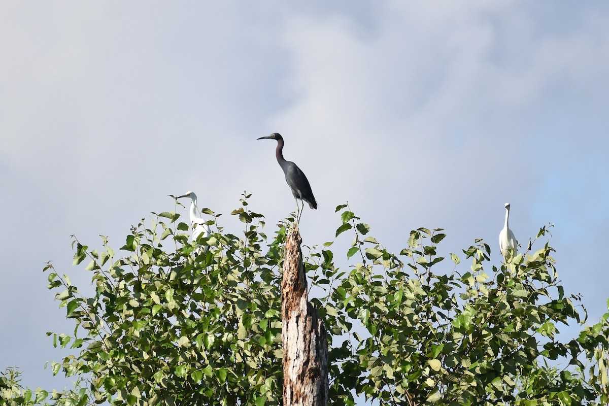 Little Blue Heron - ML109763031