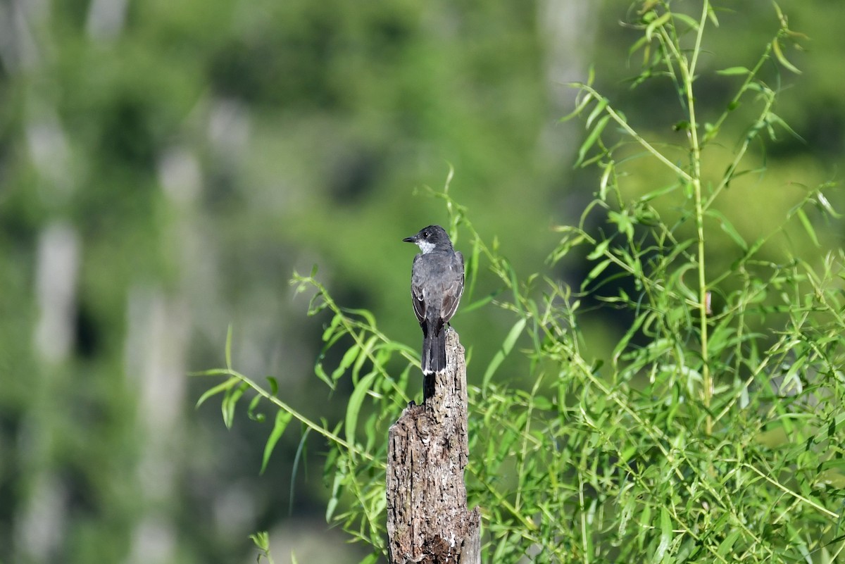 Eastern Kingbird - ML109763171