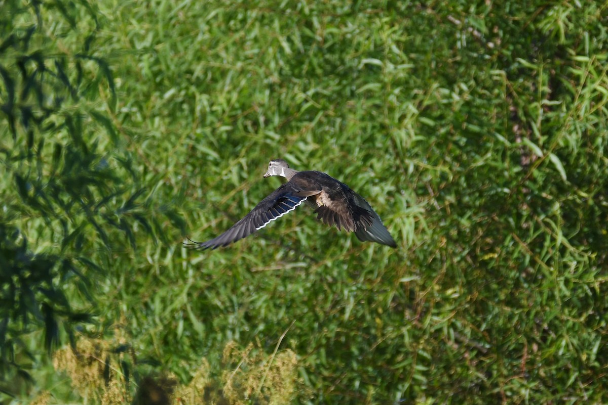 Wood Duck - ML109763241