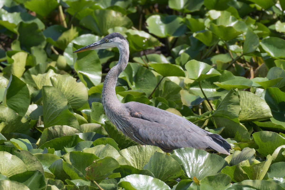 Great Blue Heron - ML109764221