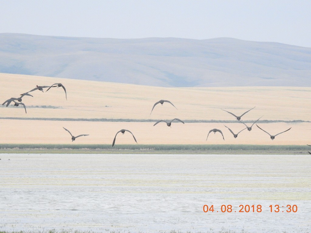 ibis americký - ML109765011