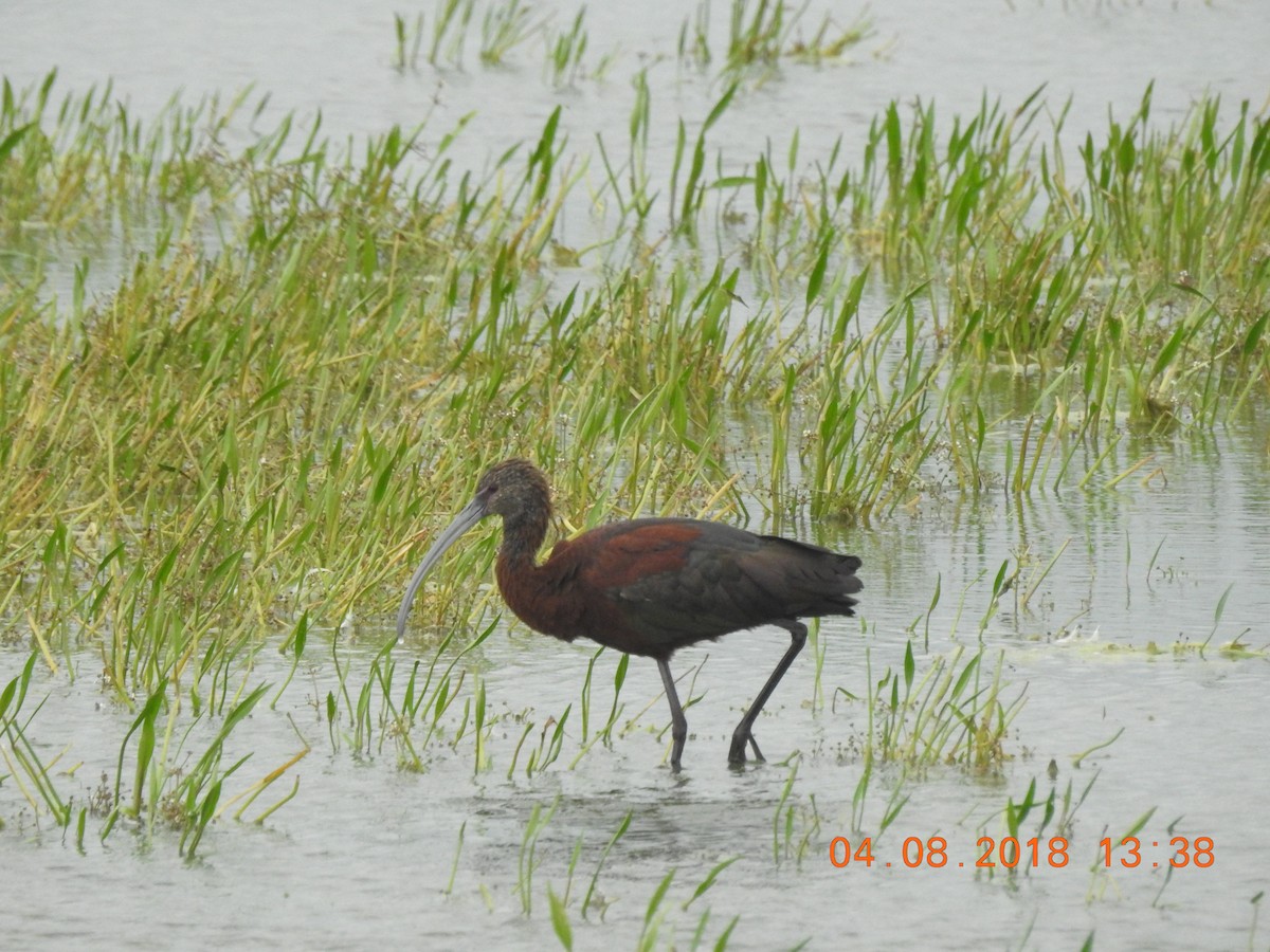 ibis americký - ML109765031