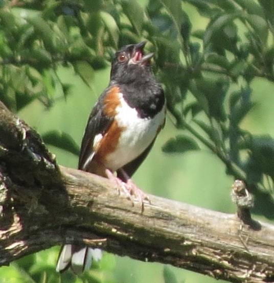 Eastern Towhee - ML109765151