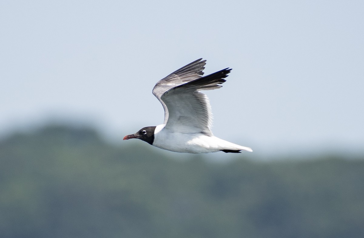 Laughing Gull - ML109766531