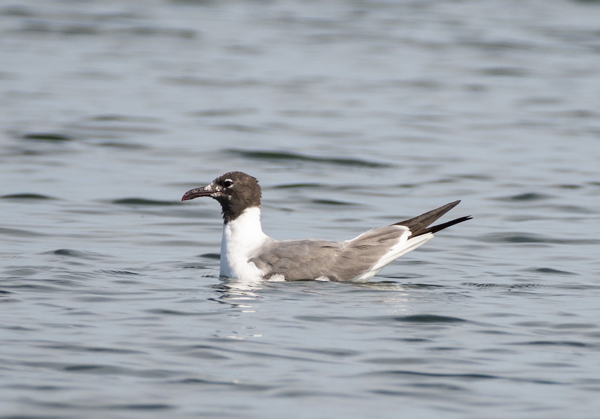 Laughing Gull - ML109766541