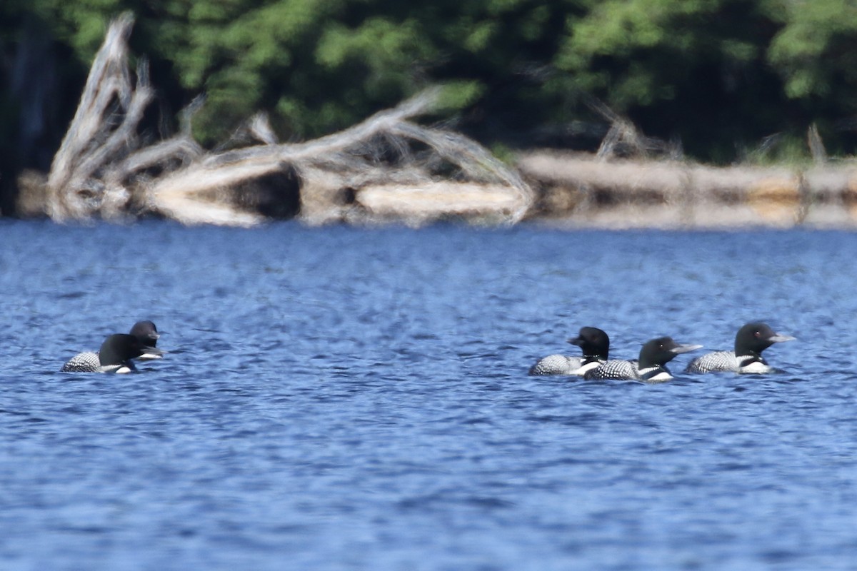 Common Loon - ML109768201