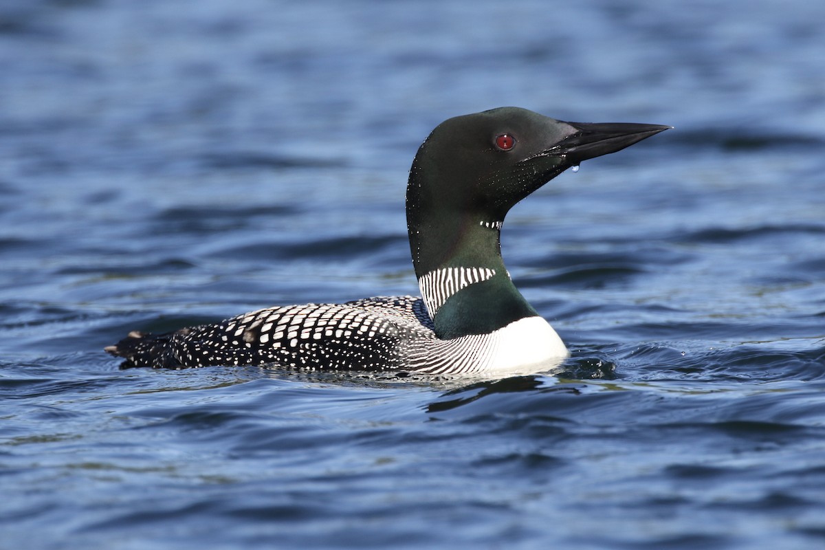 Common Loon - ML109768231