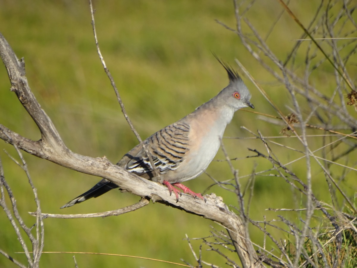 Crested Pigeon - ML109768571