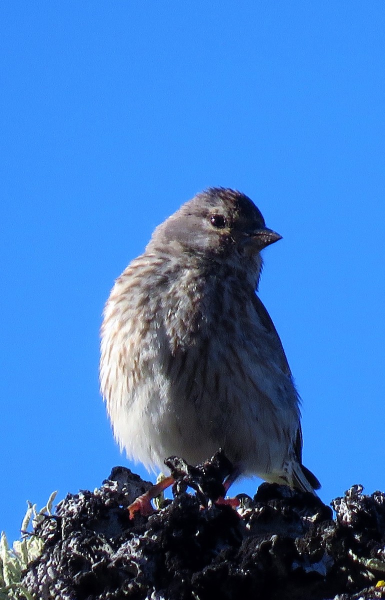 Eurasian Linnet - ML109768651