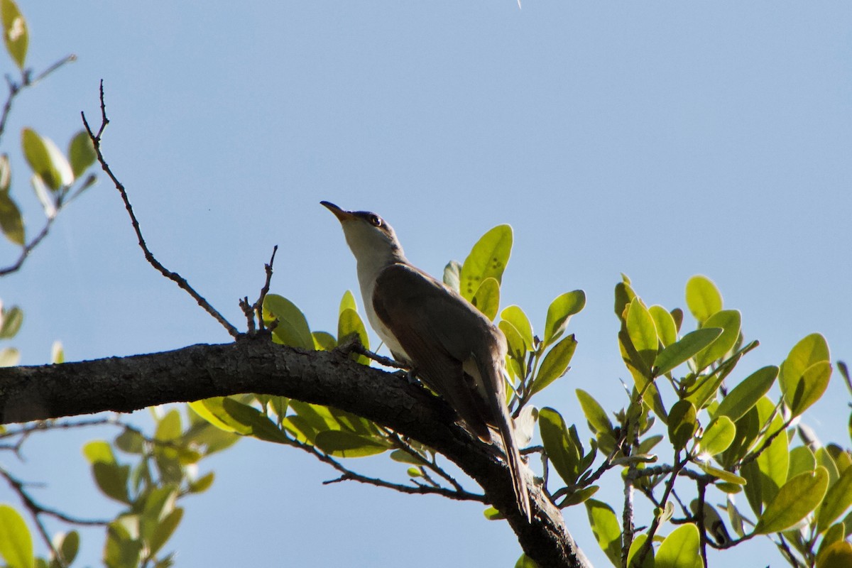 Yellow-billed Cuckoo - ML109769941