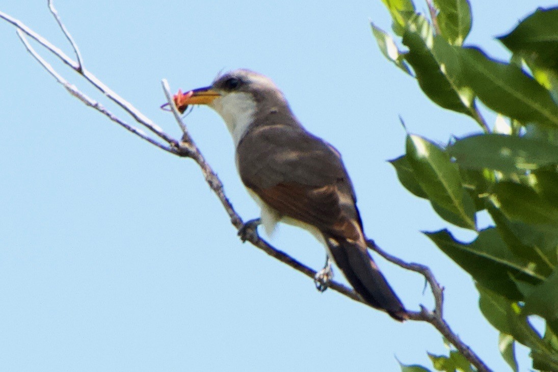 Yellow-billed Cuckoo - ML109769951