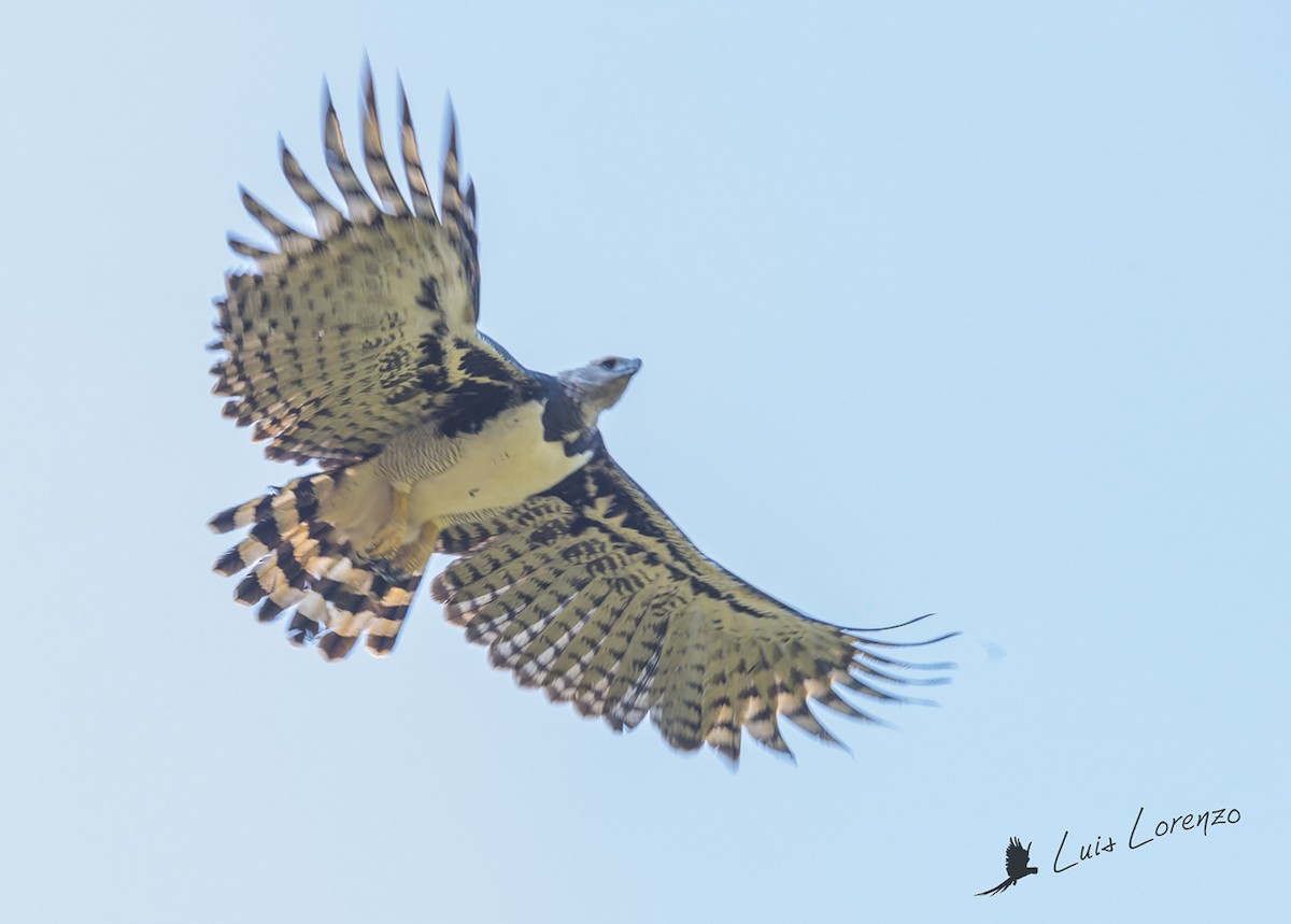 Harpy Eagle - ML109770071