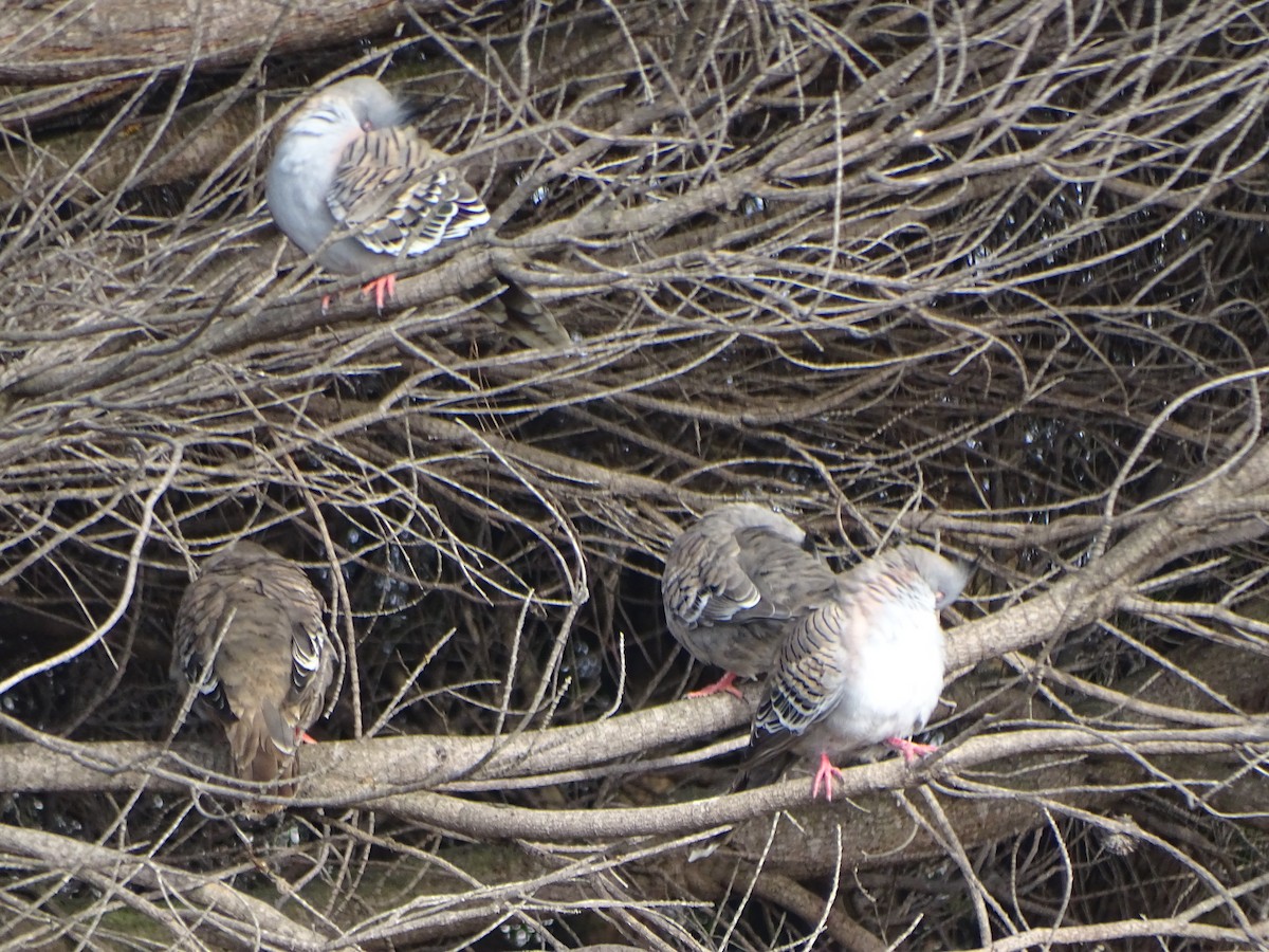 Crested Pigeon - ML109770871