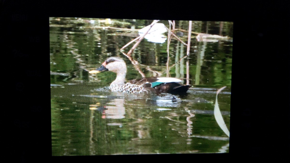 Indian Spot-billed Duck - ML109771801