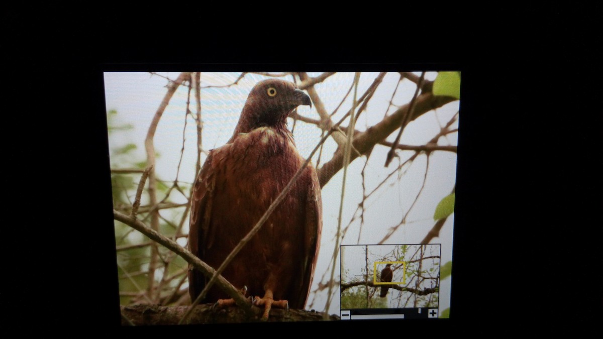 Oriental Honey-buzzard - ML109771861