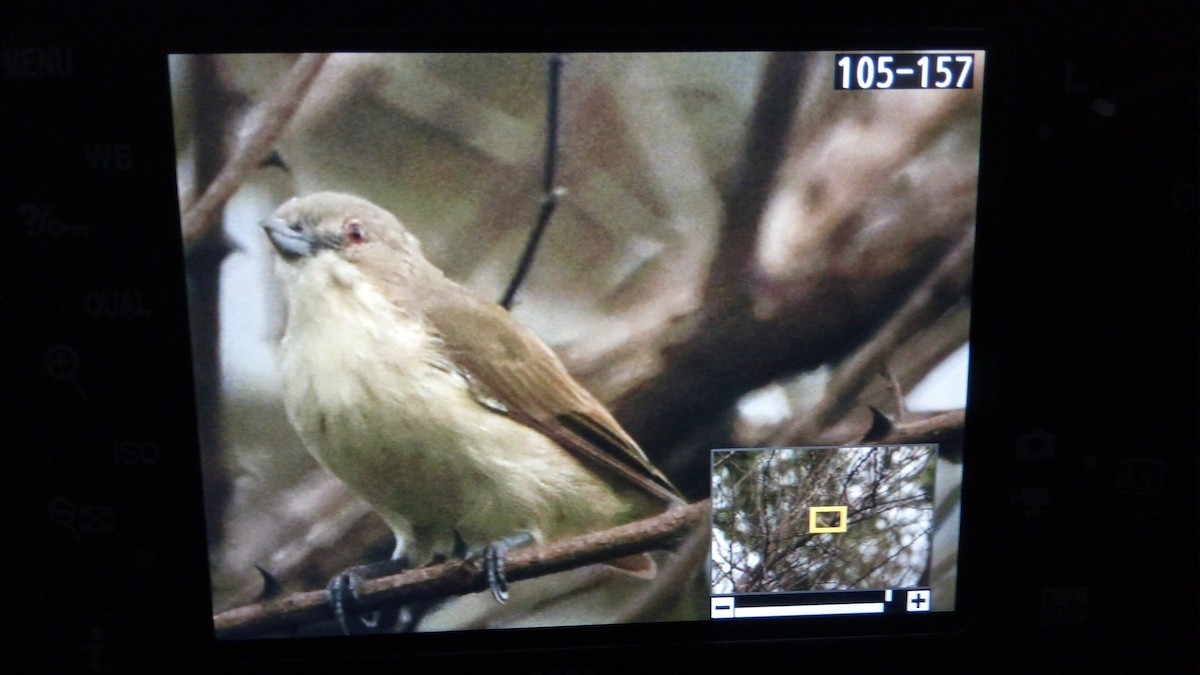 Thick-billed Flowerpecker - ML109771931