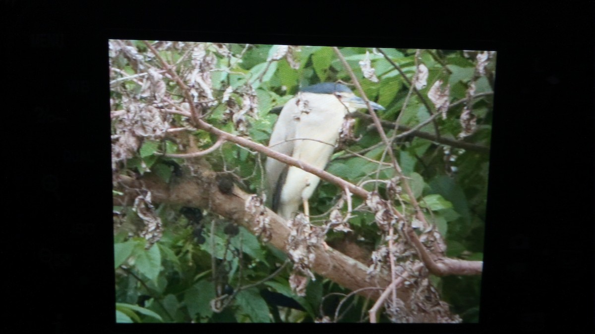 Black-crowned Night Heron - ML109772061