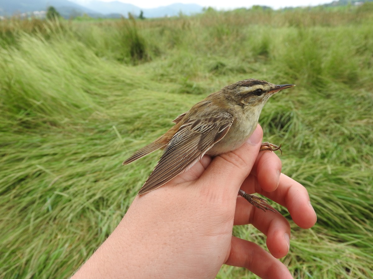 Sedge Warbler - ML109774571