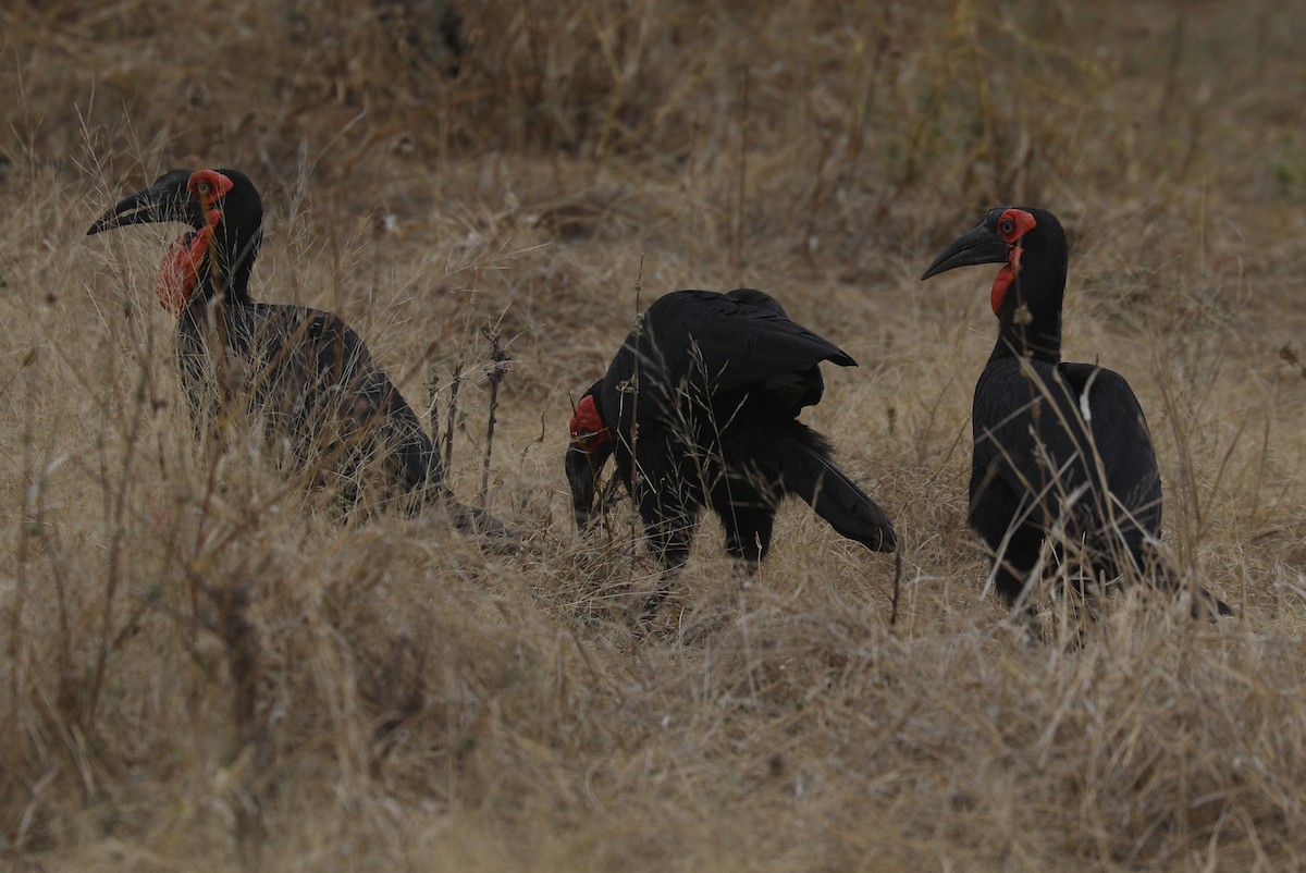 Southern Ground-Hornbill - Marc Pusey