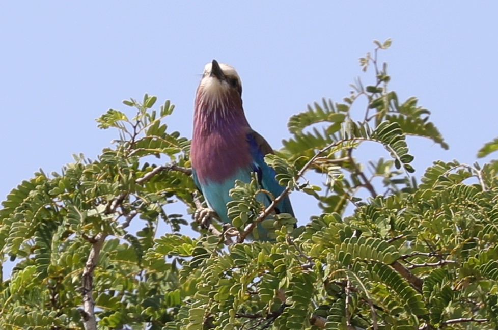 Lilac-breasted Roller - Marc Pusey