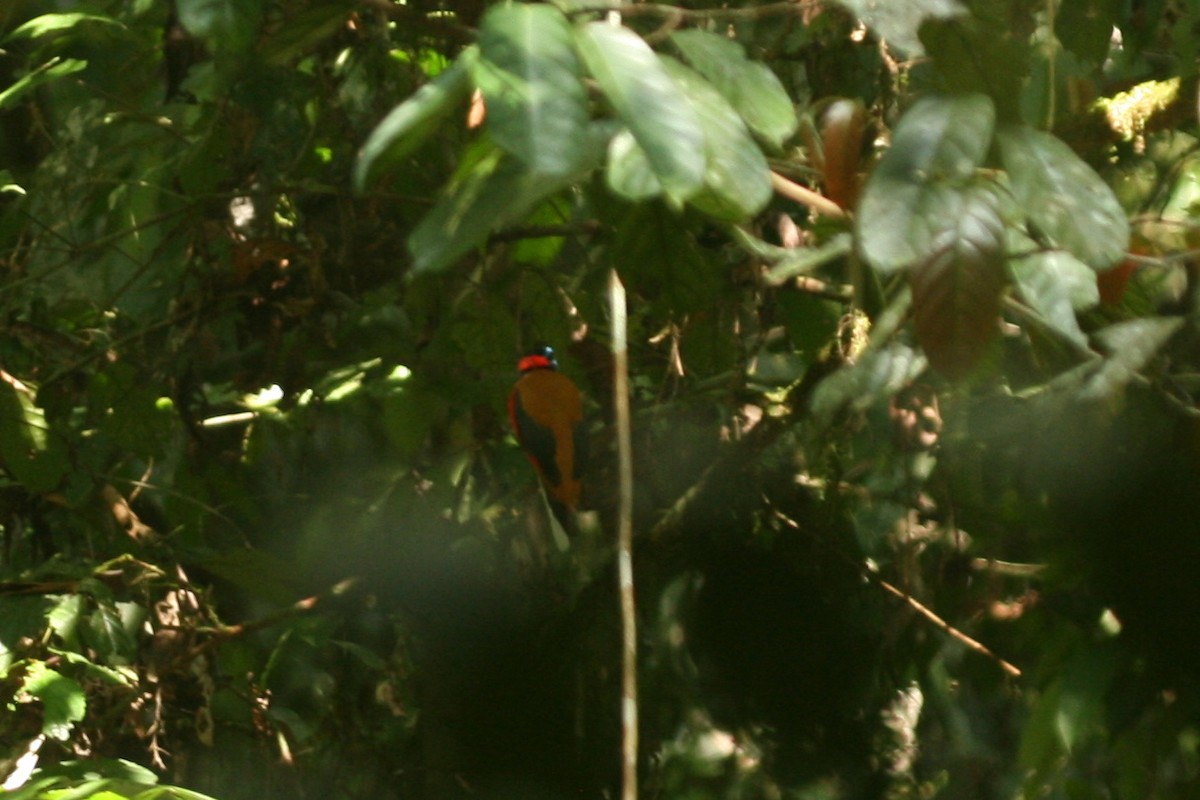 Red-naped Trogon - ML109775521