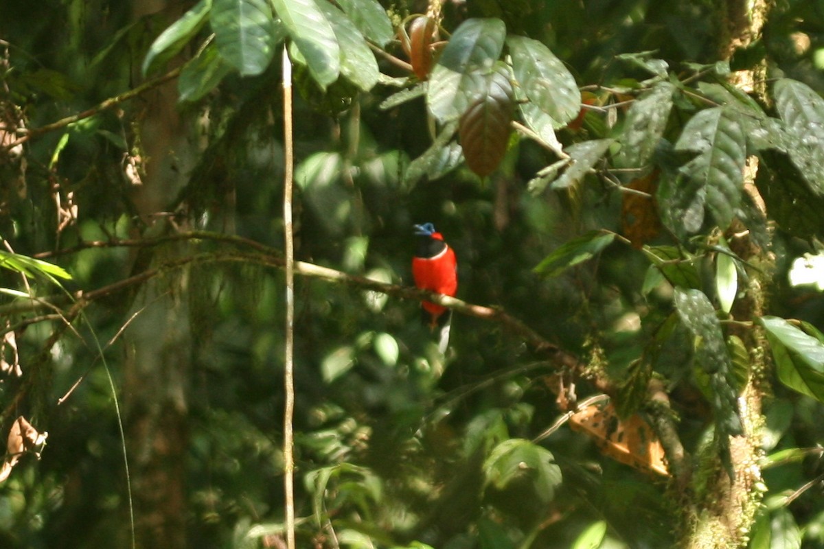 Red-naped Trogon - ML109775541