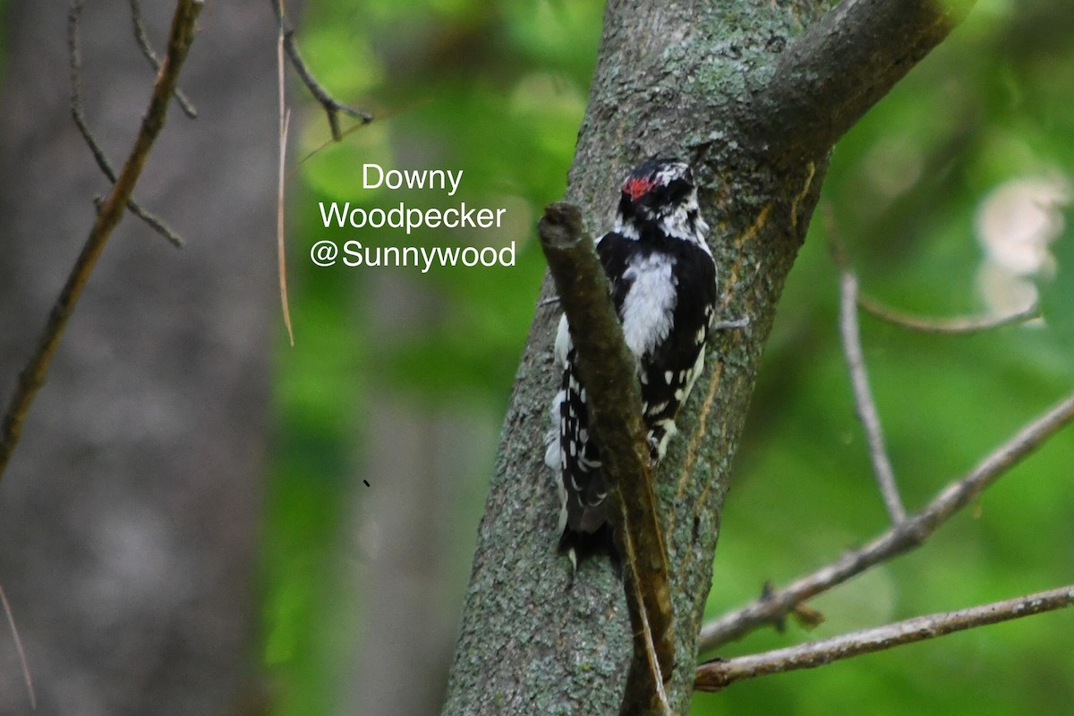 Downy Woodpecker (Eastern) - ML109776501