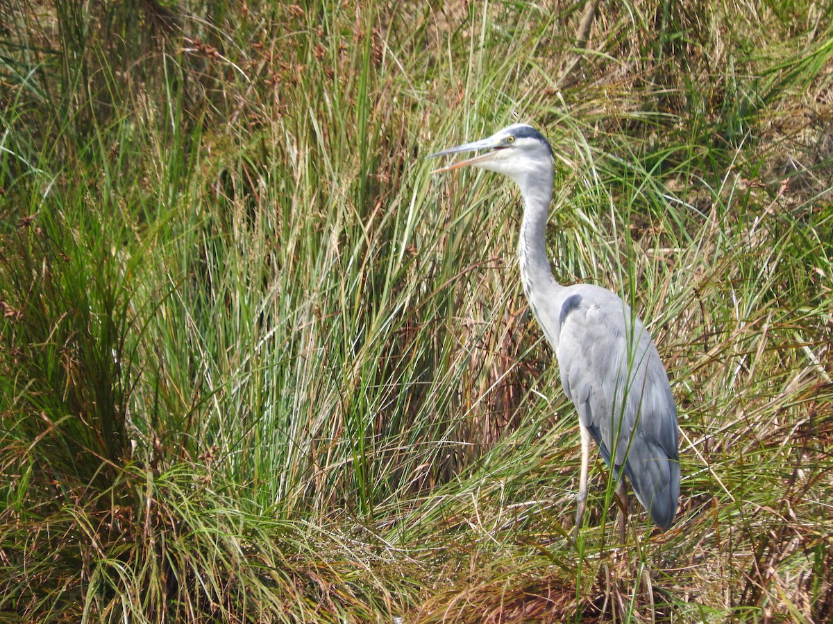 Gray Heron - Aidan Coohill