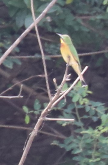 Little Bee-eater - Marc Pusey