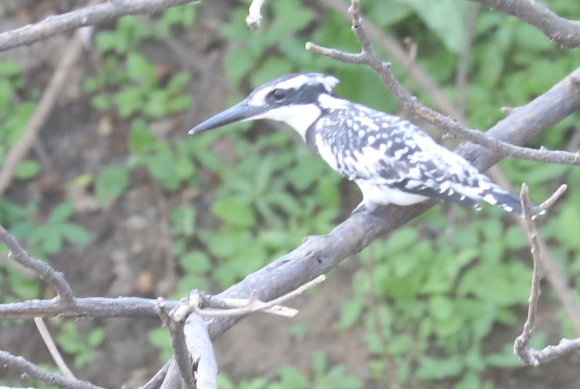 Pied Kingfisher - Marc Pusey