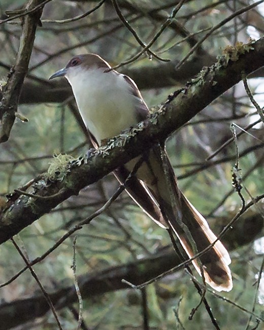 Black-billed Cuckoo - ML109778791