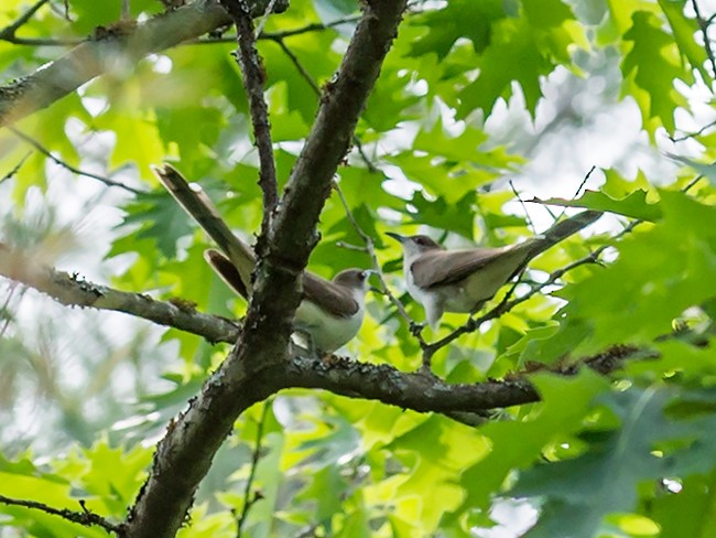 Black-billed Cuckoo - ML109778831