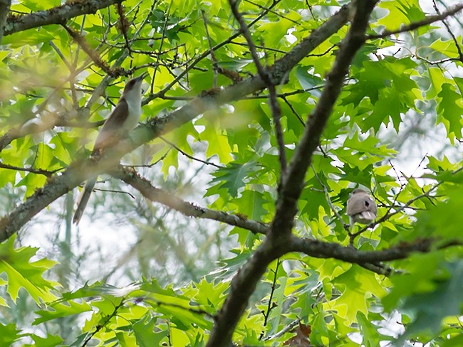 Black-billed Cuckoo - ML109778841