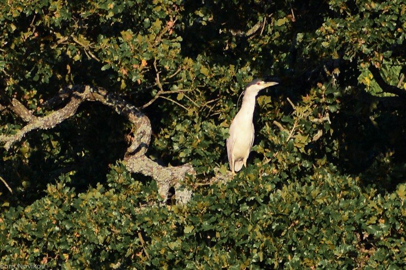 Black-crowned Night Heron - ML109778851