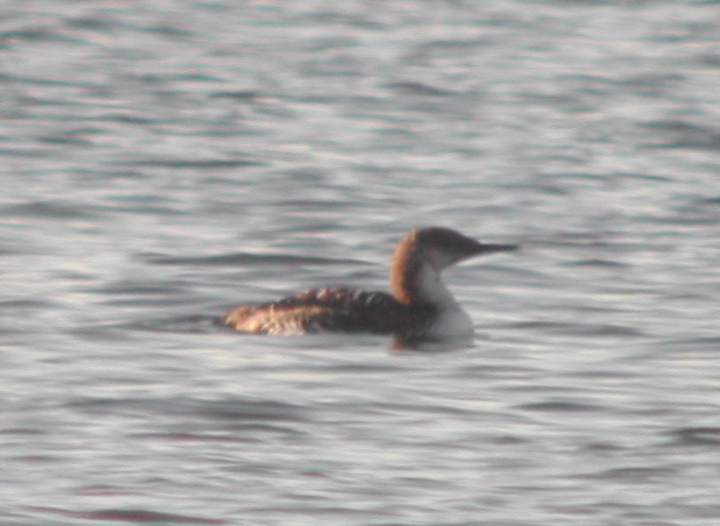 Pacific Loon - Cin-Ty Lee