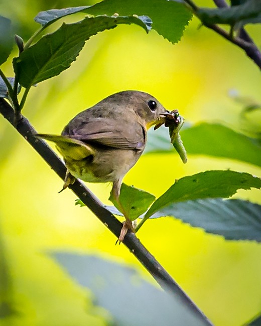 Common Yellowthroat - ML109779441