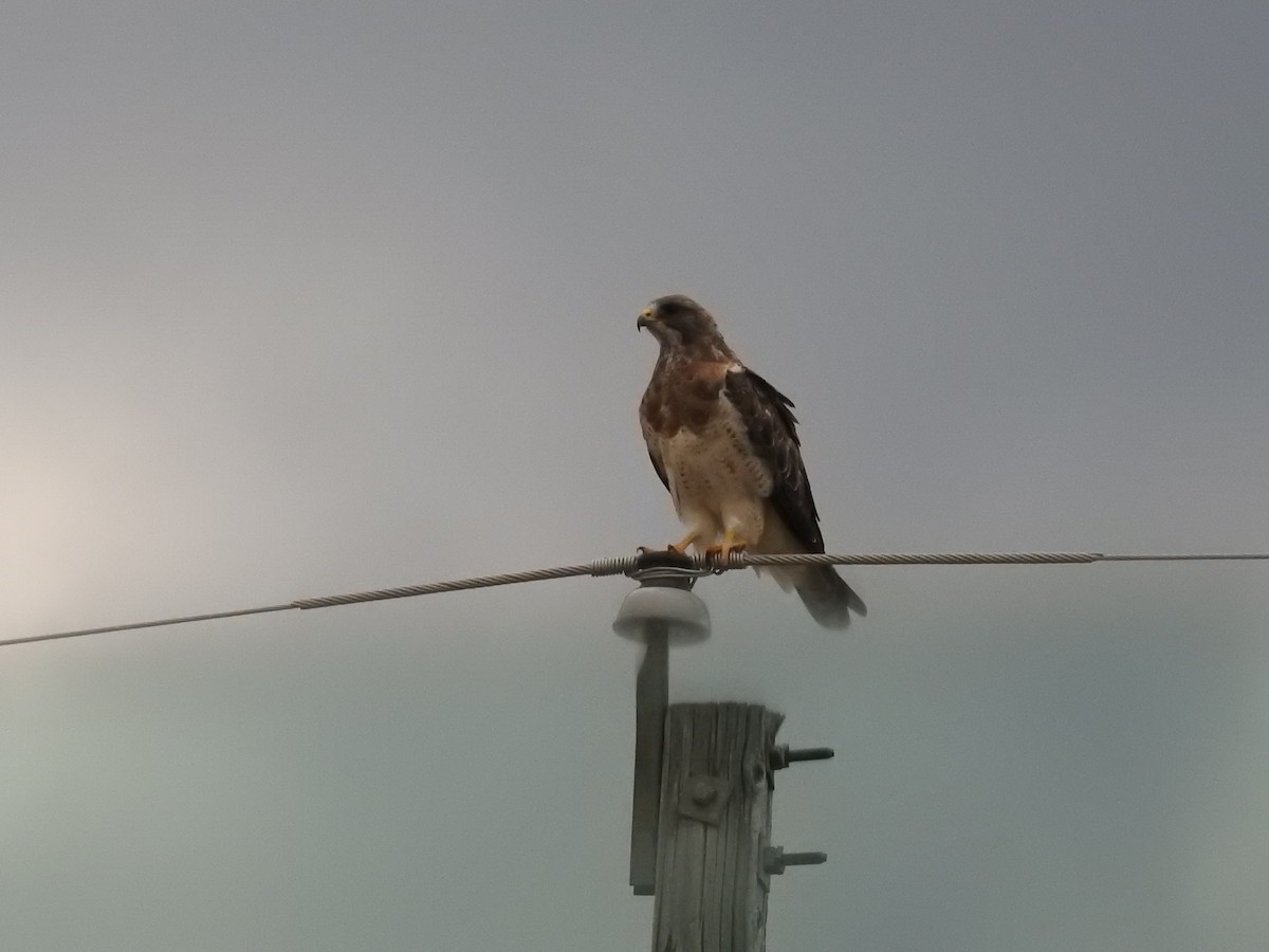 Swainson's Hawk - ML109780041